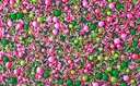 Pretty in Pink 'n Green Mix Sprinkles 57